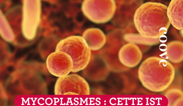 Mycoplasmes : cette IST encore trop peu connue